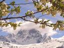 Cerro Castillo looking great under a tree in blossom.